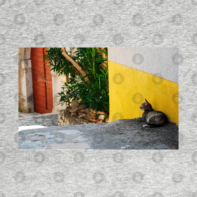 Street Cat in Bakar by jojobob